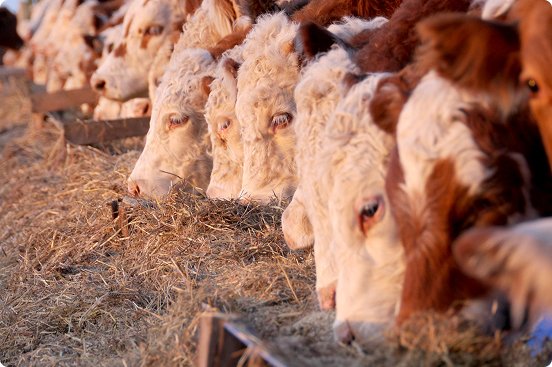 Contenedores de exportación